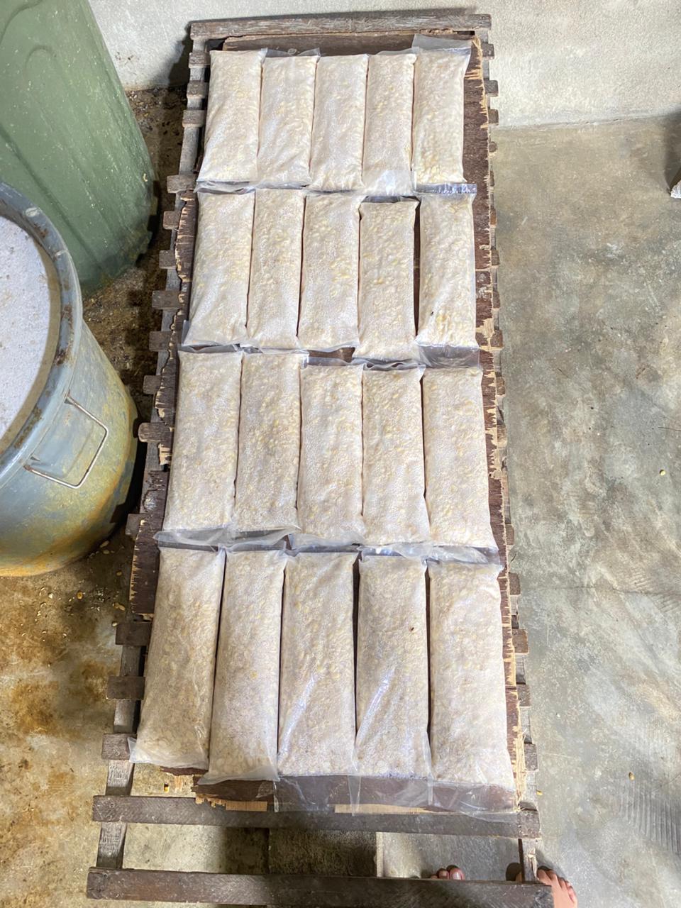 Proses Pematangan Tempe